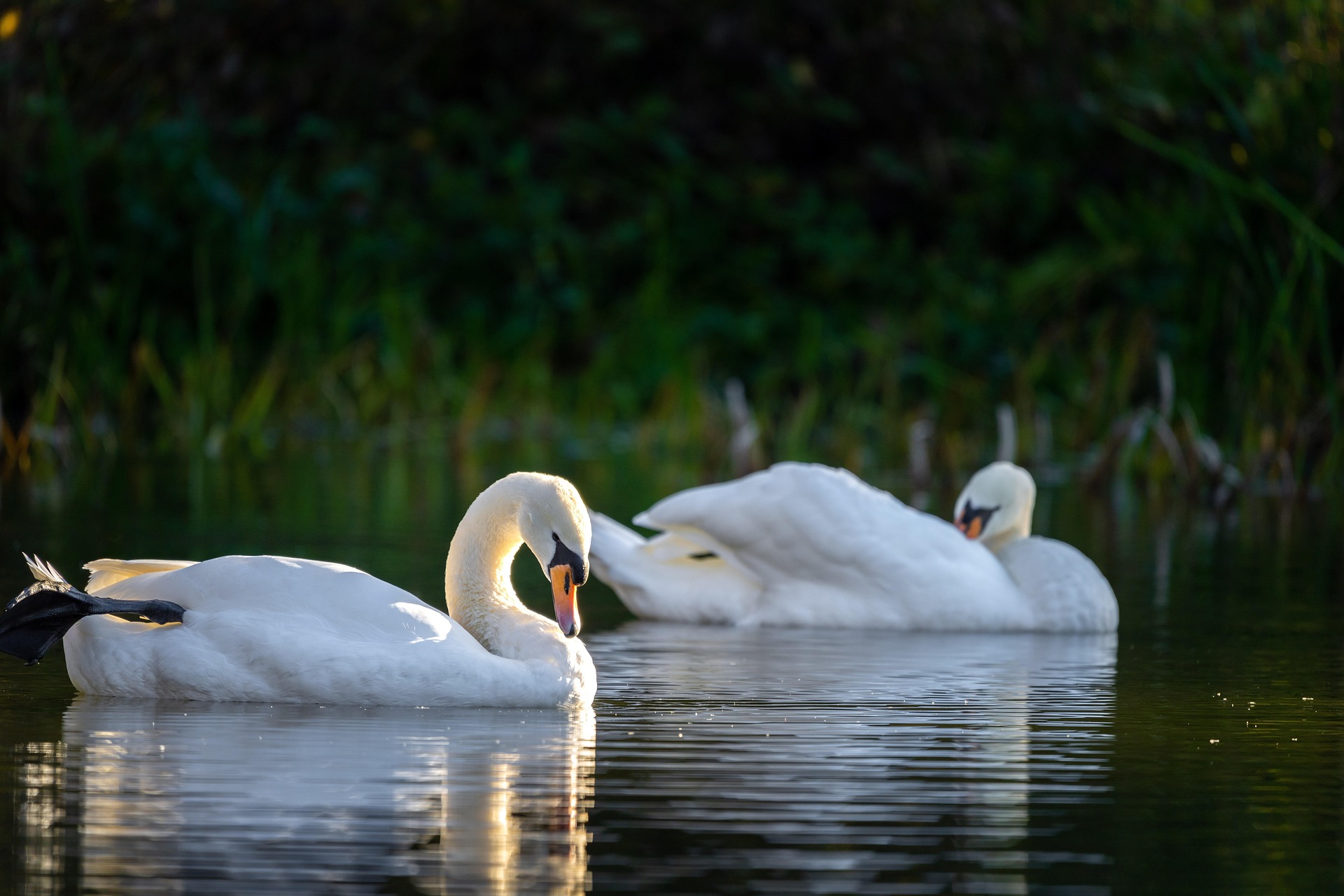 icecube11-swans-7736415_1920